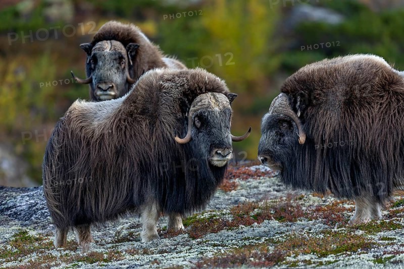 Three musk ox bulls (Ovibos moschatus) on Dovrefjell, a total of four males wandering peacefully through the tundra, autumn, Ruska, autumn colours, tundra landscape, Norway