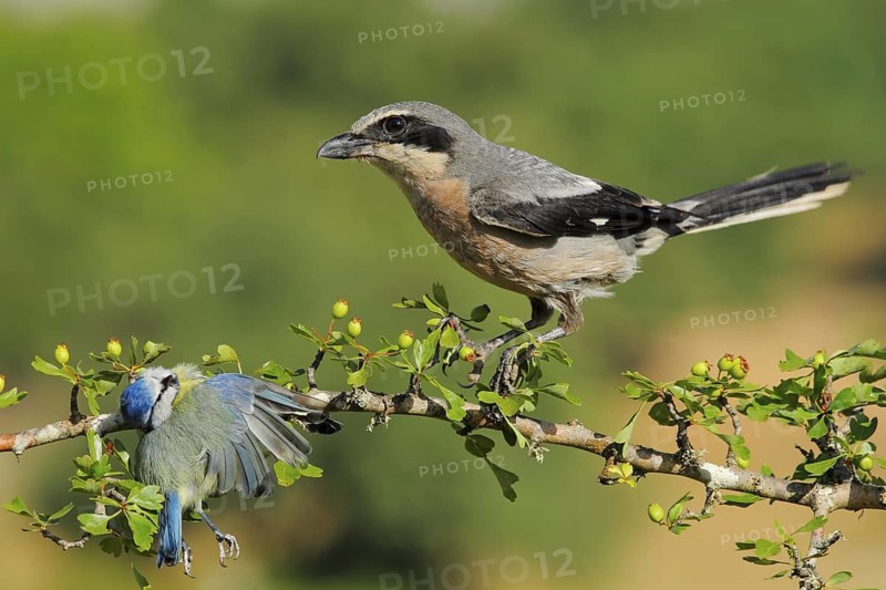Southern Grey Shrike (Lanius meridionalis) female, Andalusia, Spain
