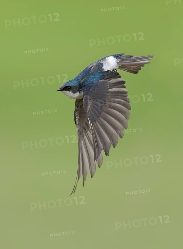 Tree Swallow (Tachycineta bicolor) flying, Colorado, USA