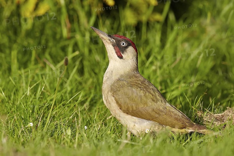 Adult, male; standing; grass; summer