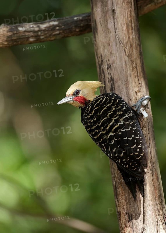 Blond-crested Woodpecker (Celeus flavescens) male, Atlantic rainforest, Brazil