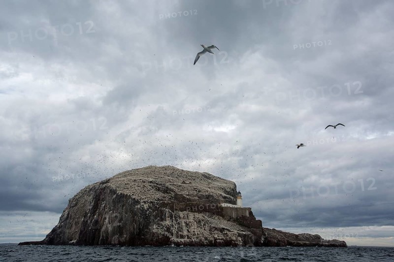 Northern Gannet (Morus bassanus), Bass Rock, Scotland, United Kingdom
