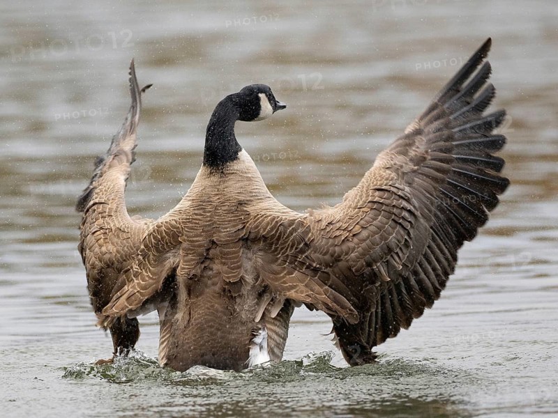 A Canada goose flaps its wings after plumage care, Ümminger See, Bochum, North Rhine-Westphalia, Germany