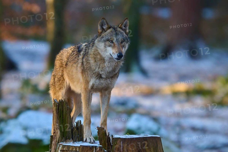 A wolf standing on a tree stump in a snowy forest, winter, wolf (Canis lupus), Germany