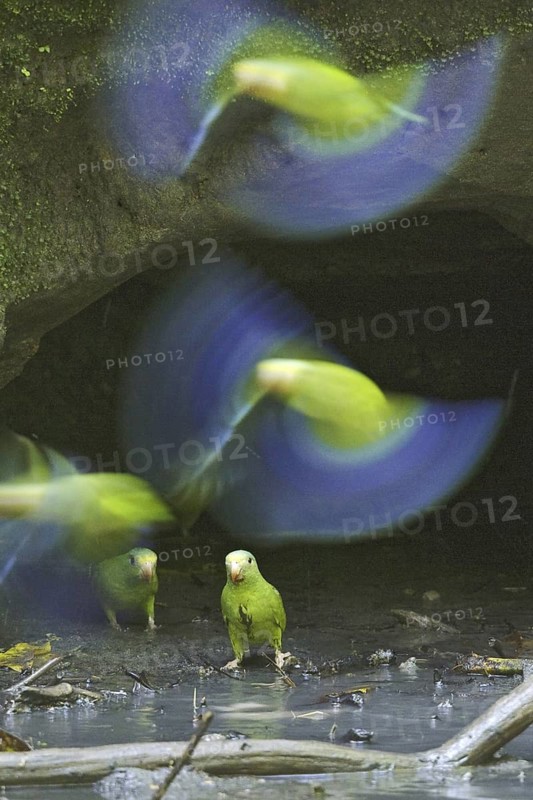 Cobalt-winged Parakeet (Brotogeris cyanoptera), Ecuador