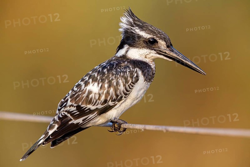 Grey Kingfisher, (Ceryle rudis), kingfisher, animals, birds, kingfisher family, perch, Lahavot HaBashan Fish Ponds, Hula Valley, Northern District, Israel