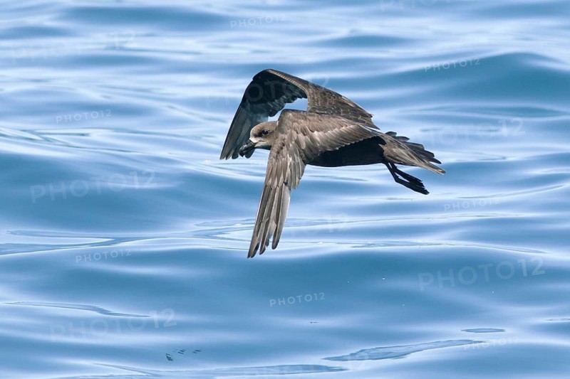 Grey-faced Petrel (Pterodroma gouldi) flying, Victoria, Australia