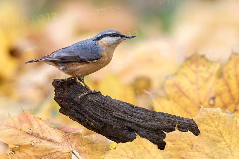 Eurasian Nuthatch (Sitta europaea) perched on a tree trunk, Poland