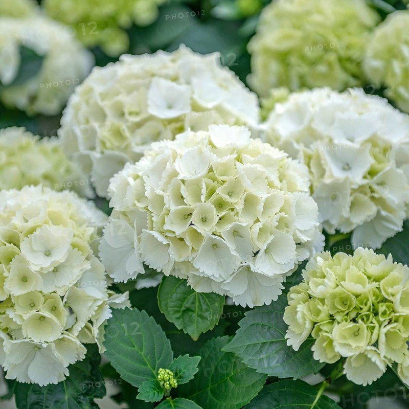 Garden hydrangea (Hydrangea macrophylla 'Lilienstein'), Kühne young plants, Germany