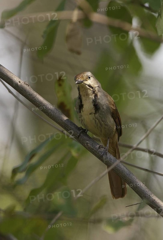 Collared Palm Thrush (Cichladusa arquata), Chobe, Botswana