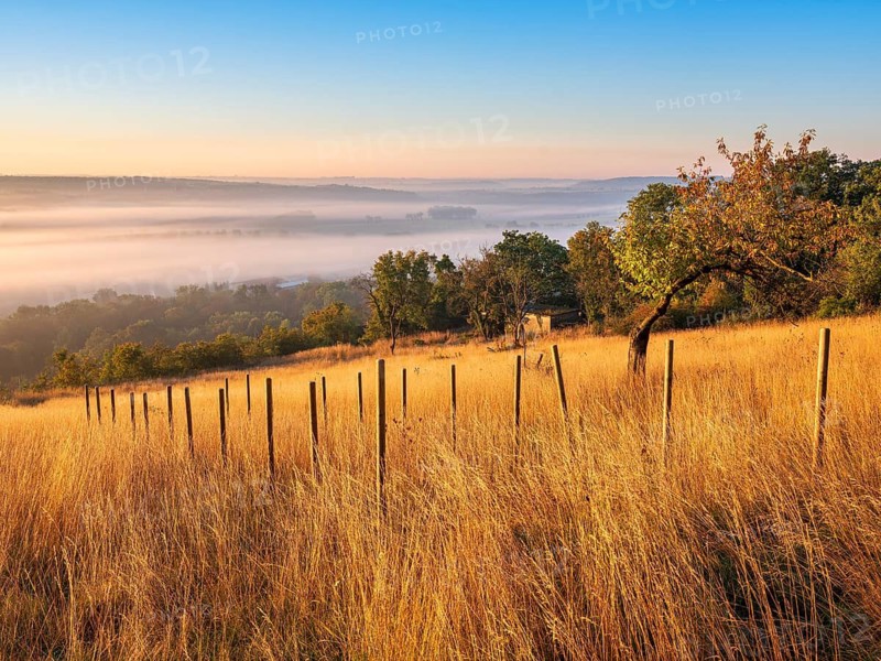 Morning atmosphere in the Saale Valley near the village of Eulau in autumn, fog sweeping through the valley, tall grass and wooden posts in a former vineyard, Naumburg, Saxony-Anhalt, Germany