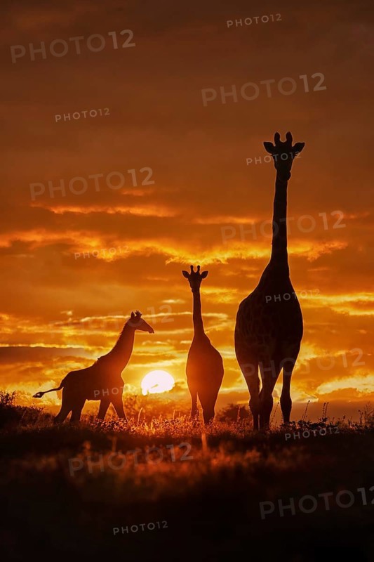 South African Giraffe (Giraffa camelopardalis giraffa) group in front of beautiful sunset, Limpopo, South Africa