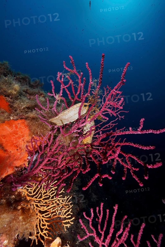 Egg capsules of large spotted catshark (Scyliorhinus stellaris) on Violescent sea-whip (Paramuricea clavata) in the depth of the ocean, dive site Giens Peninsula, Mediterranean Sea, Porquerolles, Provence, Côte d'Azur, France