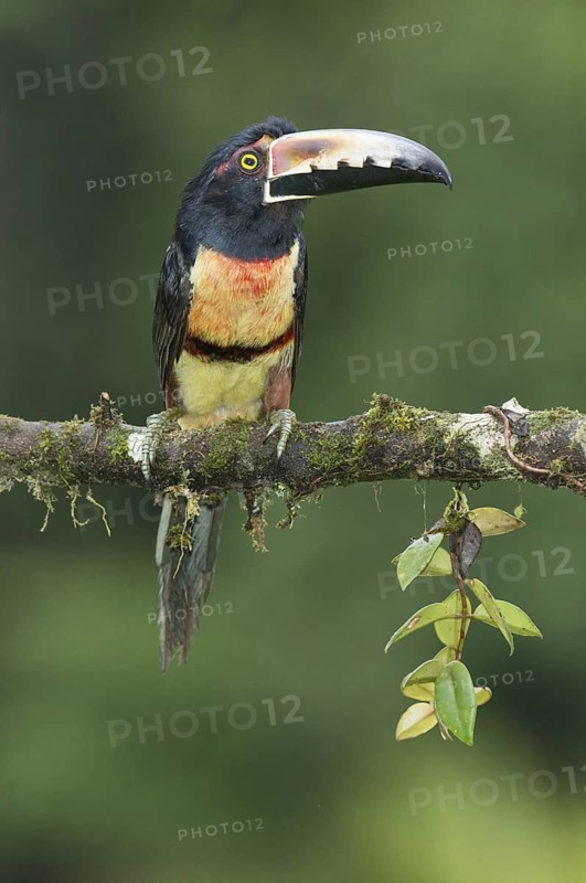Collared Aracari (Pteroglossus torquatus), Costa Rica