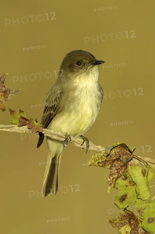 Eastern Phoebe (Sayornis phoebe), Texas, USA