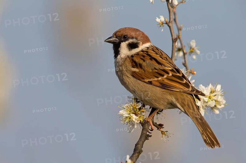 Feldsperling, Eurasian Tree Sparrow, Tree Sparrow, Passer montanus, Moineau friquet, Gorrión Molinero