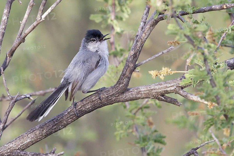 Black-tailed Gnatcatcher (Polioptila melanura) perched on a branch in southern Arizona, USA