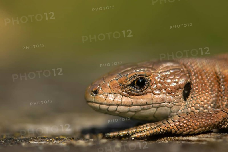 Common lizard (Zootoca vivipara) adult reptile animal resting on a wooden sleeper, England, United Kingdom