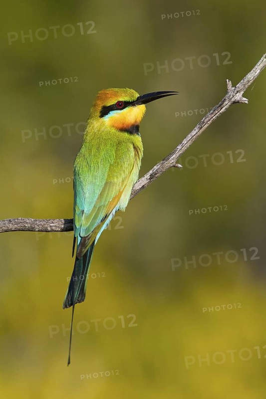 Rainbow Bee-eater (Merops ornatus), Queensland, Australia