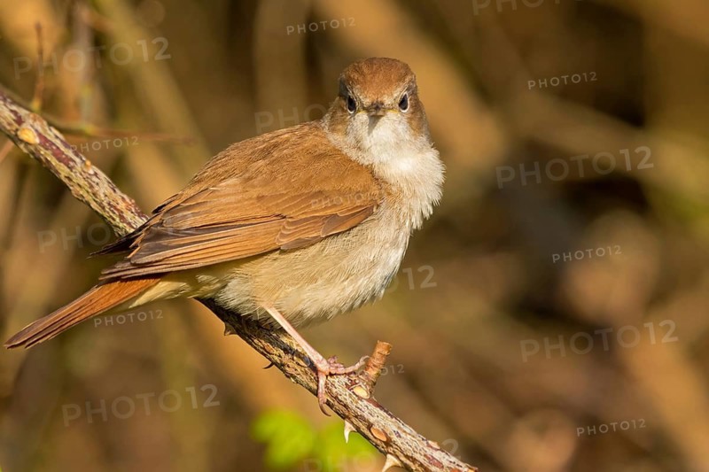Nightingale, (Luscinia megarhynchos), animals, bird, songbird, family of passerines, classification as thrush and flycatcher, Nahe valley, Bad Kreuznach district, Rhineland-Palatinate, Federal Republic of Germany