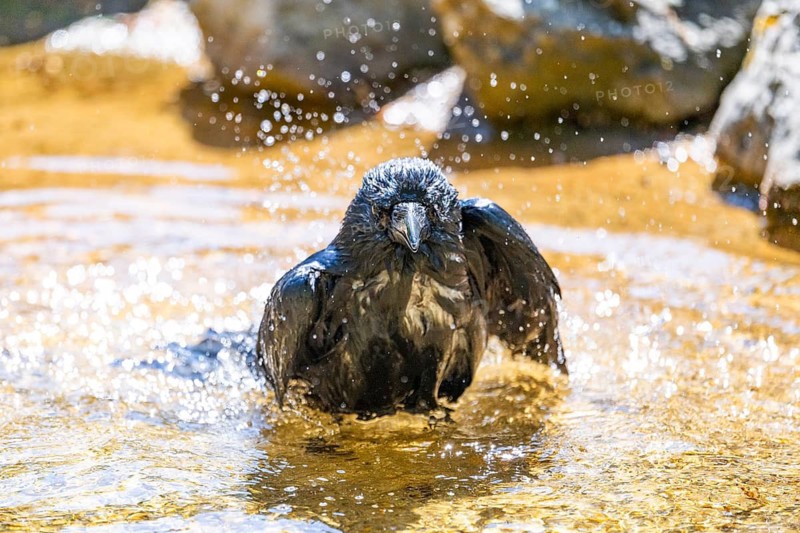 Carrion crow (Corvus corone) taking a bath, washing its feathers, Bavaria, Germany