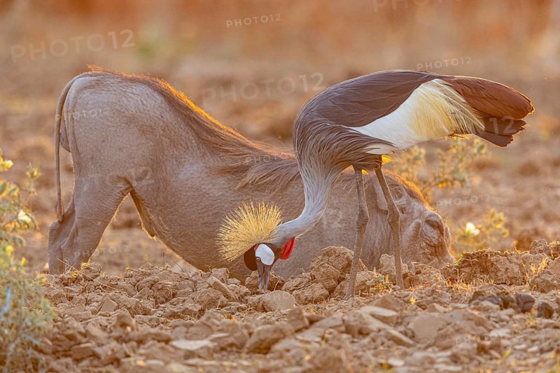 Crowned Crane (Balearica regulorum) and Worthog searching food South Luangwa NP Zambia August