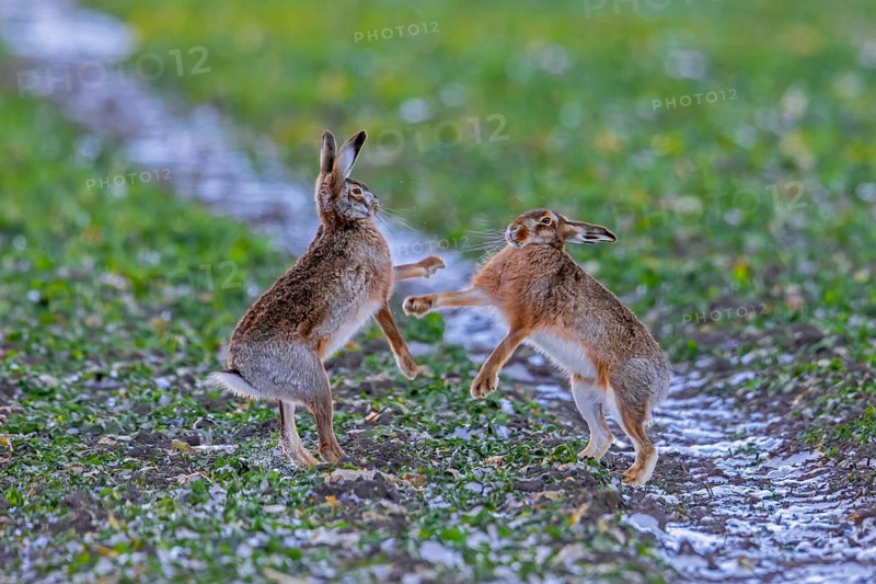 European brown hares (Lepus europaeus) female / doe boxing / fighting with male / buck in field during breeding season called March madness in winter