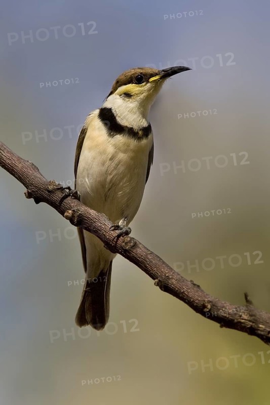 Banded Honeyeater (Cissomela pectoralis) juvenile, Western Australia, Australia