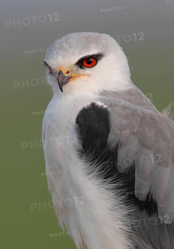 Black-winged Kite (Elanus caeruleus), Vila Franca de Xira, Portugal