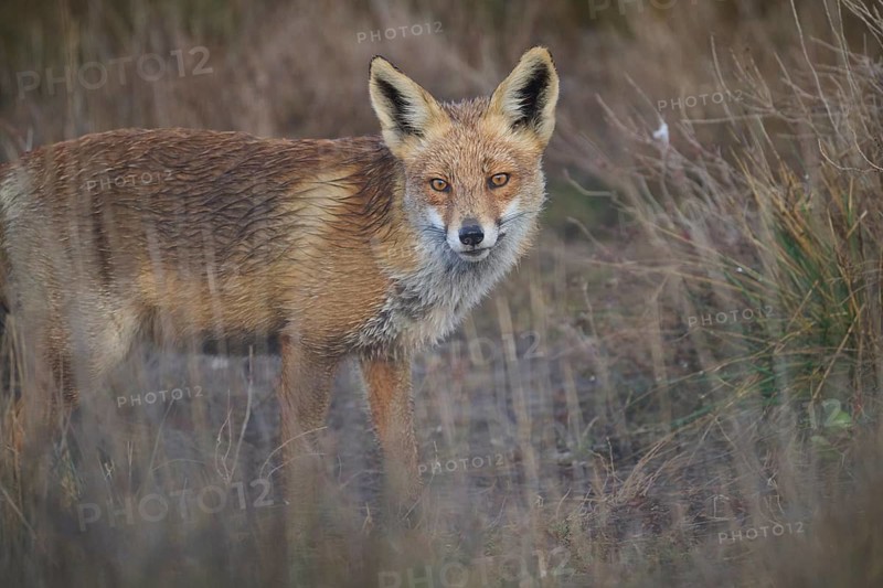 A vivid image of a red fox captured standing alert amidst tall, wild grasses in a field, showcasing its keen gaze and lush fur, waiting to hunt