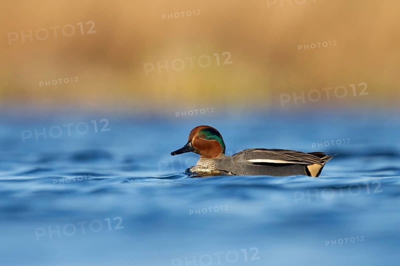 Eurasian Teal (Anas crecca) male, Utrecht, Netherlands