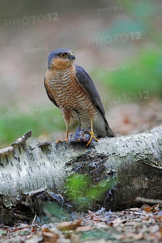 Sperber; lat. Accipiter nisus; Männchen im Alterskleid mit Beute auf Birkenstam am Waldboden; Rupfplatz; Hochformat