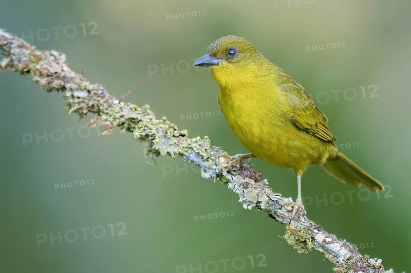 Olive-green Tanager (Orthogonys chloricterus) perched on a branch in the Atlantic Rainforest of Brazil
