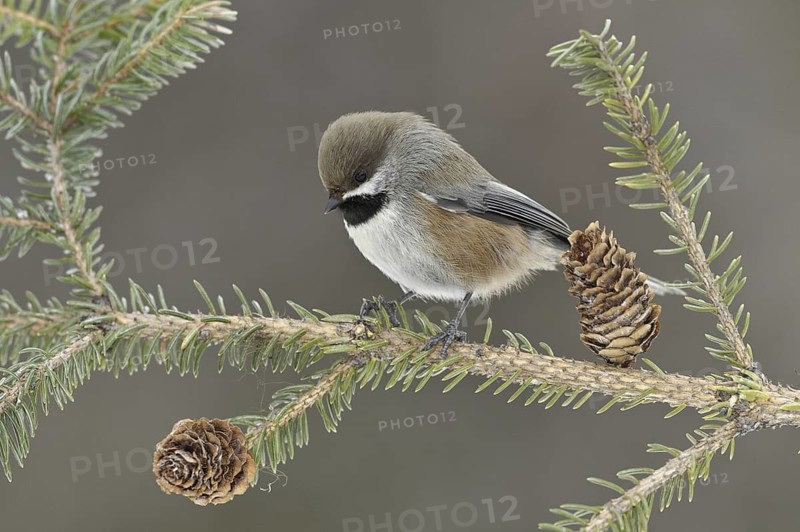 Boreal Chickadee (Poecile hudsonicus), Alaska, USA