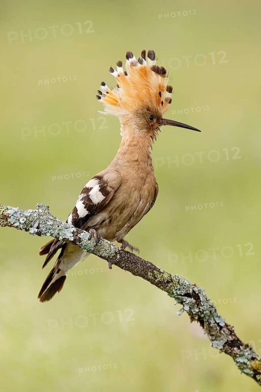 Eurasian Hoopoe (Upupa epops) male perched on a branch, Castile, Spain