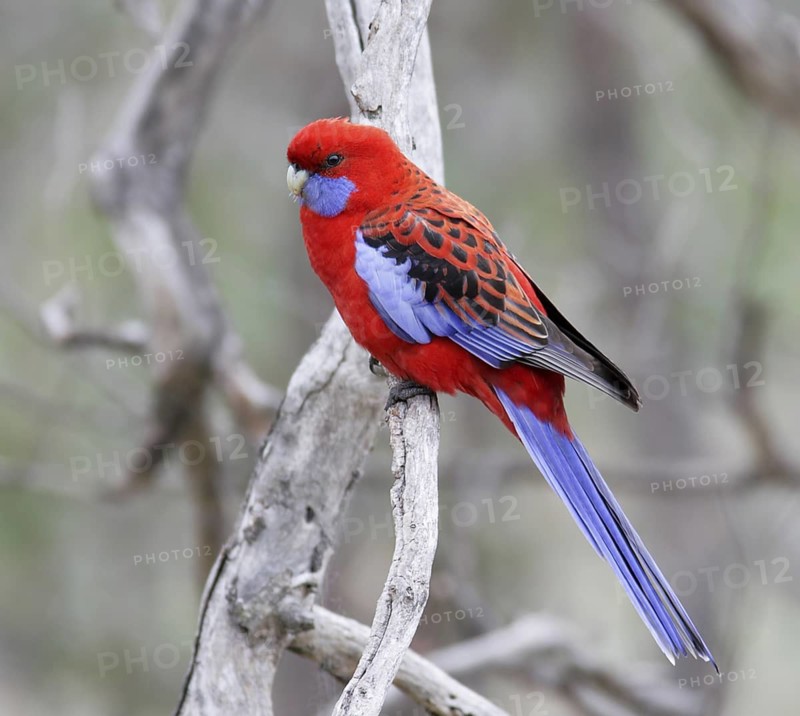 Crimson Rosella (Platycercus elegans), Australian Capital Territory, Australia