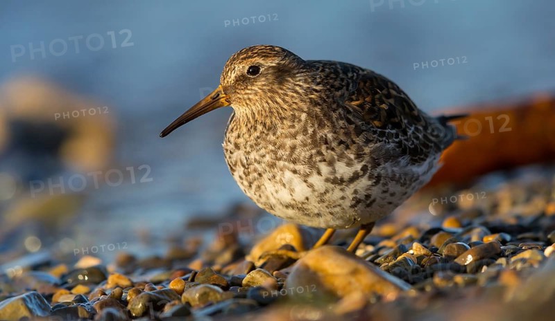 Purple Sandpiper, (Calidris maritima), Animals, Birds, Waders, Varanger, Finnmark, Norway