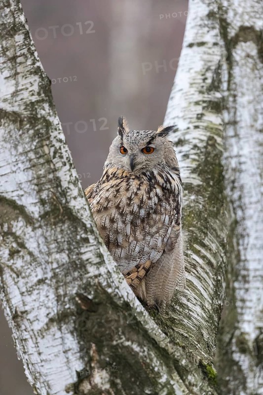 One Siberian Eagle Owl (Bubo bubo sibiricus) sitting on a branch of a birch tree