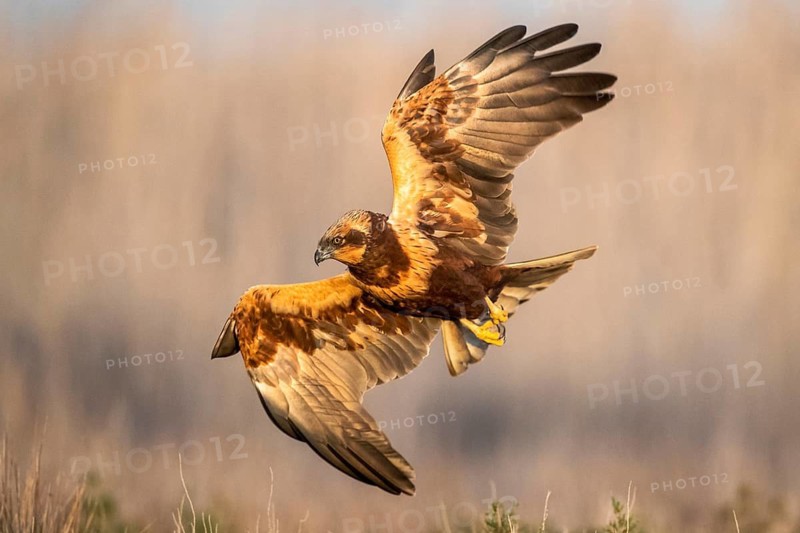 Western Marsh Harrier (Circus aeruginosus) male flying, Castile-La Mancha, Spain