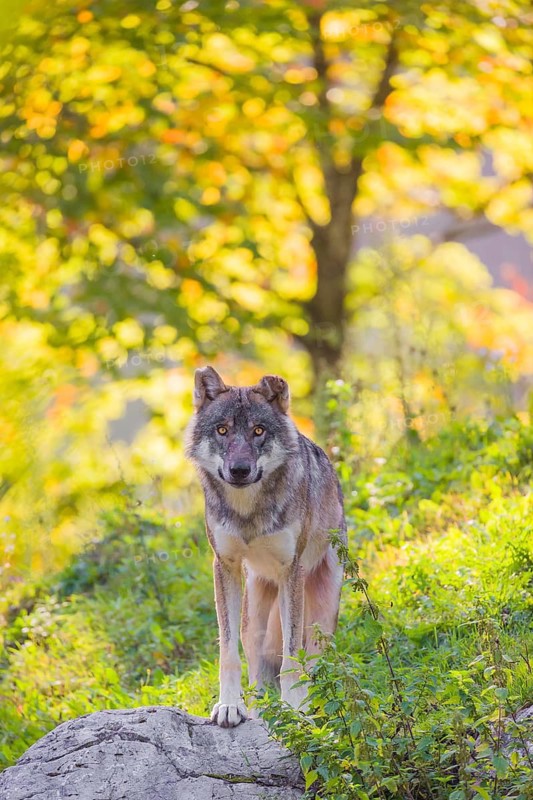 A eurasian gray wolf (Canis lupus lupus) stands on a hill with a colourful fall foliage in the background