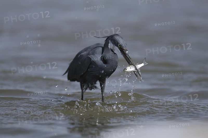 Western Reef Heron (Egretta gularis), Gambia