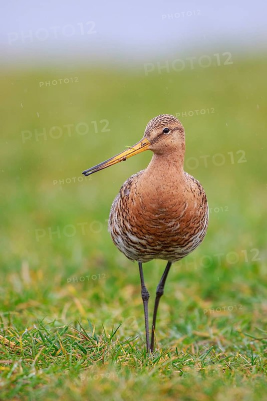 Black-tailed Godwit (Limosa limosa) foraging, Netherlands