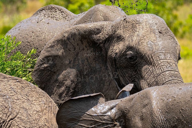 Two elephants enjoy a refreshing mud bath amid the lush greenery of Masai Mara, Kenya. Their textured skin glistens under the sun, capturing the essence of a wild safari experience