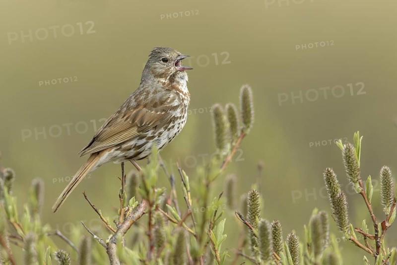 Red Fox Sparrow (Passerella iliaca), Alaska, USA