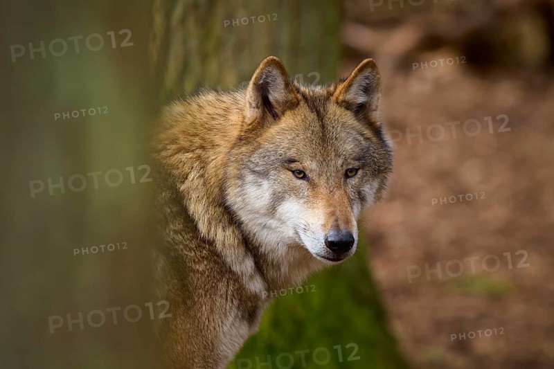 Wolf hides behind a tree in the forest and appears focussed, Wolf (Canis lupus), Germany