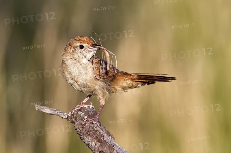 Spinifexbird (Megalurus carteri) with insect prey, Western Australia, Australia