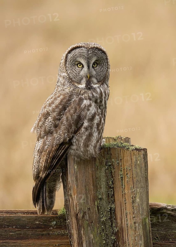 Great Gray Owl in Redwood National Park California