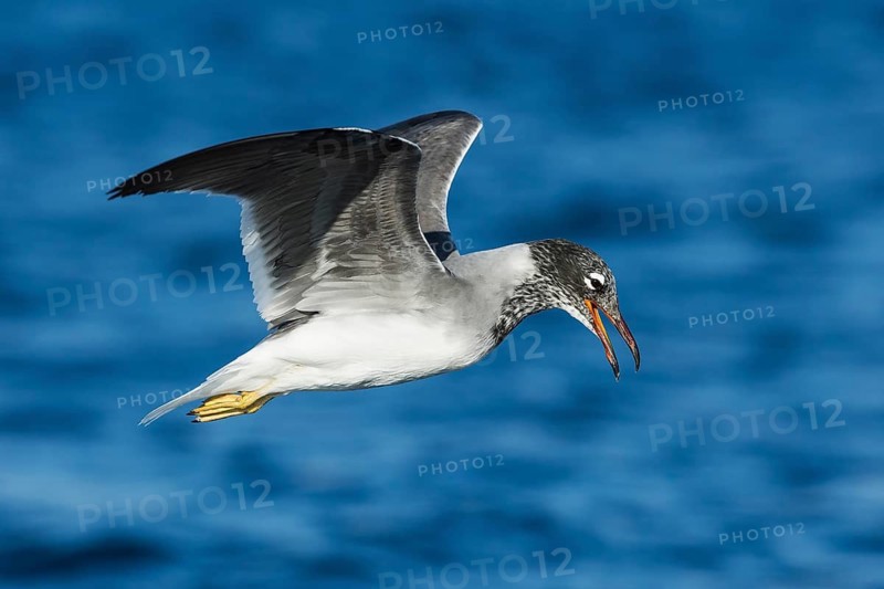 White-eyed Gull (Ichthyaetus leucophthalmus) calling in flight, Eilat, Israel
