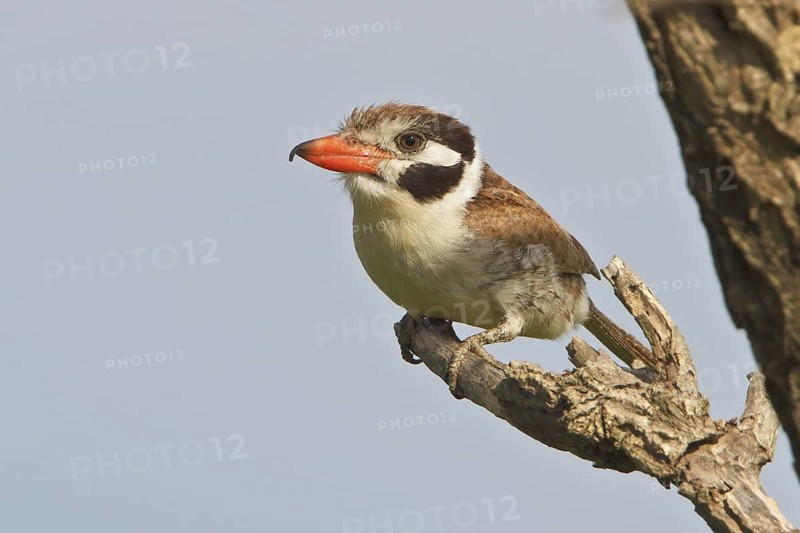White-eared Puffbird (Nystalus chacuru) perched on a branch in Bolivia, South America