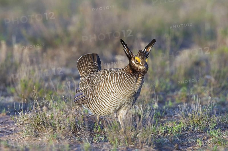 Lesser Prairie-Chicken Tympanuchus pallidicinctus Milnesand, Roosevelt County, New Mexico, USA 11 May Adult Male displaying. Phasianidae